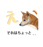 我が家の柴わんこ2.（個別スタンプ：6）