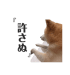 我が家の柴わんこ2.（個別スタンプ：12）