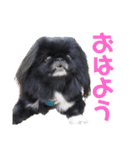 トニー(178)（個別スタンプ：1）