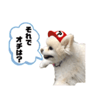 毒づく犬。ごく稀に天使（個別スタンプ：1）