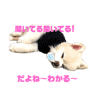 毒づく犬。ごく稀に天使（個別スタンプ：2）