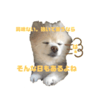 毒づく犬。ごく稀に天使（個別スタンプ：4）