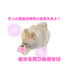 毒づく犬。ごく稀に天使（個別スタンプ：6）