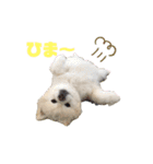 毒づく犬。ごく稀に天使（個別スタンプ：9）