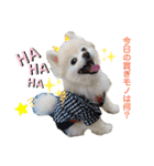 毒づく犬。ごく稀に天使（個別スタンプ：10）