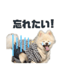 毒づく犬。ごく稀に天使（個別スタンプ：12）