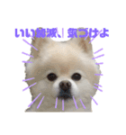 毒づく犬。ごく稀に天使（個別スタンプ：14）