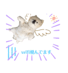 毒づく犬。ごく稀に天使（個別スタンプ：16）