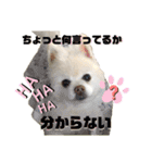 毒づく犬。ごく稀に天使（個別スタンプ：17）