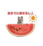 毒づく犬。ごく稀に天使（個別スタンプ：20）