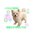 毒づく犬。ごく稀に天使（個別スタンプ：22）