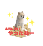 毒づく犬。ごく稀に天使（個別スタンプ：23）