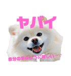 毒づく犬。ごく稀に天使（個別スタンプ：24）