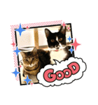 しんばのりたまらら（個別スタンプ：8）