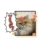しんばのりたまらら（個別スタンプ：13）