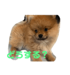 ぽぬたん2（個別スタンプ：3）