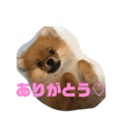 ぽぬたん2（個別スタンプ：9）