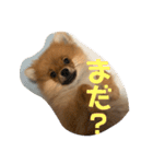 ぽぬたん2（個別スタンプ：19）