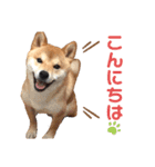 柴犬 ノブナガ Shibainu Nobunaga（個別スタンプ：1）