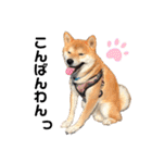 柴犬 ノブナガ Shibainu Nobunaga（個別スタンプ：2）