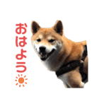 柴犬 ノブナガ Shibainu Nobunaga（個別スタンプ：3）