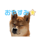 柴犬 ノブナガ Shibainu Nobunaga（個別スタンプ：4）