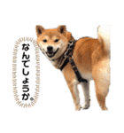 柴犬 ノブナガ Shibainu Nobunaga（個別スタンプ：6）