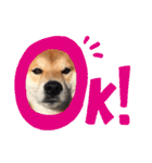 柴犬 ノブナガ Shibainu Nobunaga（個別スタンプ：8）