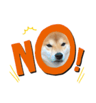 柴犬 ノブナガ Shibainu Nobunaga（個別スタンプ：9）