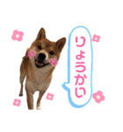 柴犬 ノブナガ Shibainu Nobunaga（個別スタンプ：10）