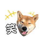 柴犬 ノブナガ Shibainu Nobunaga（個別スタンプ：11）