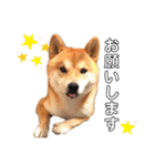 柴犬 ノブナガ Shibainu Nobunaga（個別スタンプ：12）