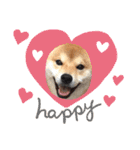 柴犬 ノブナガ Shibainu Nobunaga（個別スタンプ：13）