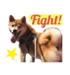 柴犬 ノブナガ Shibainu Nobunaga（個別スタンプ：14）