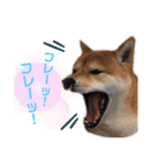 柴犬 ノブナガ Shibainu Nobunaga（個別スタンプ：15）