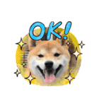 柴犬 ノブナガ Shibainu Nobunaga（個別スタンプ：16）