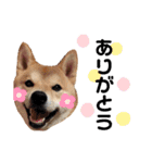 柴犬 ノブナガ Shibainu Nobunaga（個別スタンプ：17）
