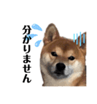 柴犬 ノブナガ Shibainu Nobunaga（個別スタンプ：18）