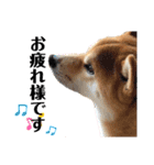 柴犬 ノブナガ Shibainu Nobunaga（個別スタンプ：19）