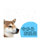 柴犬 ノブナガ Shibainu Nobunaga（個別スタンプ：20）