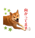 柴犬 ノブナガ Shibainu Nobunaga（個別スタンプ：21）