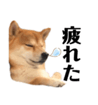 柴犬 ノブナガ Shibainu Nobunaga（個別スタンプ：22）