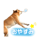 柴犬 ノブナガ Shibainu Nobunaga（個別スタンプ：23）
