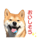 柴犬 ノブナガ Shibainu Nobunaga（個別スタンプ：25）