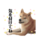 柴犬 ノブナガ Shibainu Nobunaga（個別スタンプ：26）