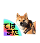 柴犬 ノブナガ Shibainu Nobunaga（個別スタンプ：27）