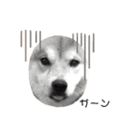 柴犬 ノブナガ Shibainu Nobunaga（個別スタンプ：28）