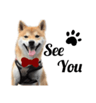柴犬 ノブナガ Shibainu Nobunaga（個別スタンプ：29）