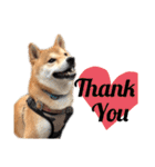 柴犬 ノブナガ Shibainu Nobunaga（個別スタンプ：30）