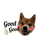 柴犬 ノブナガ Shibainu Nobunaga（個別スタンプ：31）